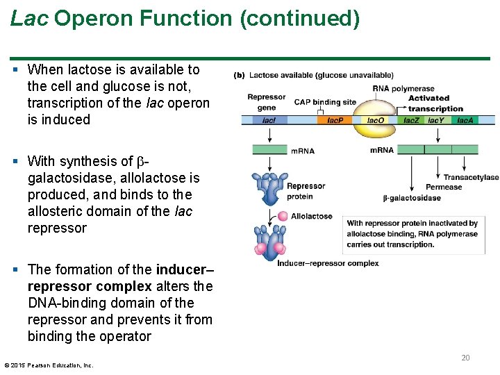 Lac Operon Function (continued) § When lactose is available to the cell and glucose