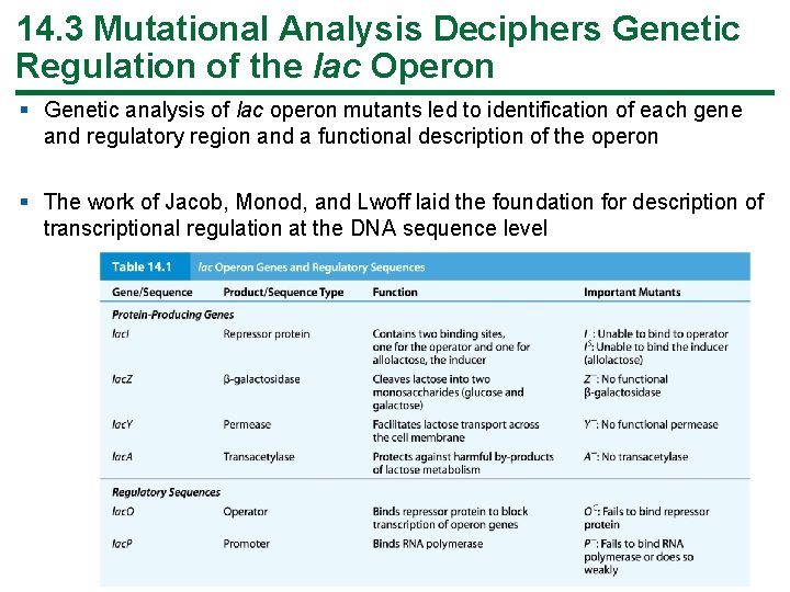 14. 3 Mutational Analysis Deciphers Genetic Regulation of the lac Operon § Genetic analysis