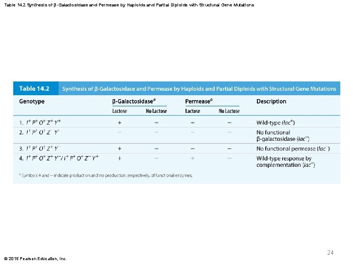 Table 14. 2 Synthesis of β-Galactosidase and Permease by Haploids and Partial Diploids with