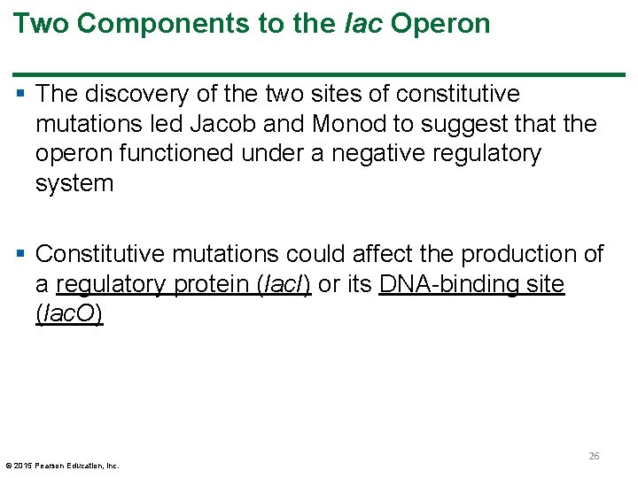 Two Components to the lac Operon § The discovery of the two sites of