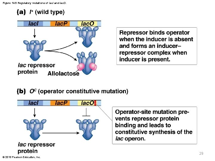 Figure 14. 9 Regulatory mutations of lac. I and lac. O. 29 © 2015