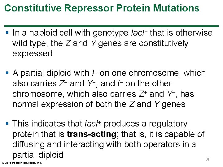 Constitutive Repressor Protein Mutations § In a haploid cell with genotype lac. I that