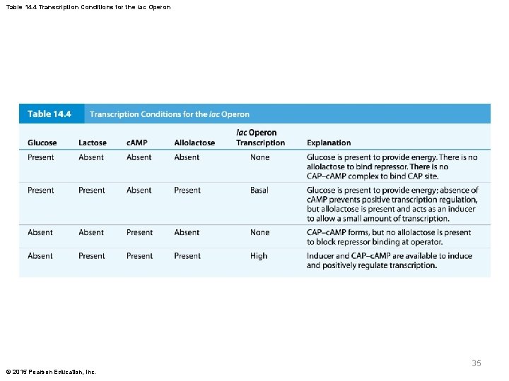 Table 14. 4 Transcription Conditions for the lac Operon 35 © 2015 Pearson Education,