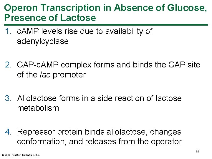 Operon Transcription in Absence of Glucose, Presence of Lactose 1. c. AMP levels rise