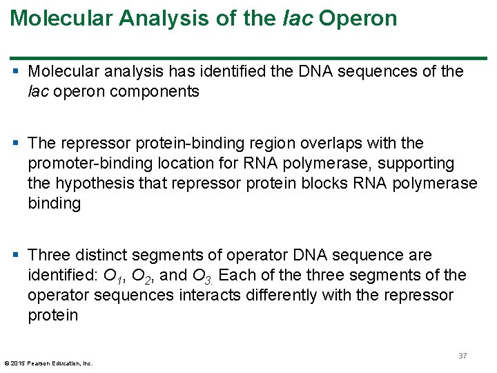 Molecular Analysis of the lac Operon § Molecular analysis has identified the DNA sequences