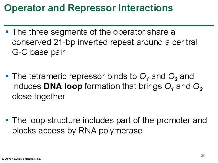 Operator and Repressor Interactions § The three segments of the operator share a conserved