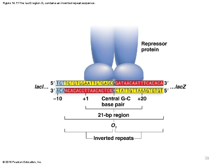 Figure 14. 11 The lac. O region O 1 contains an inverted repeat sequence.