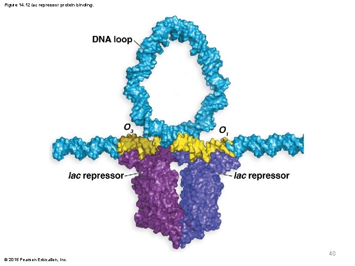 Figure 14. 12 lac repressor protein binding. 40 © 2015 Pearson Education, Inc. 