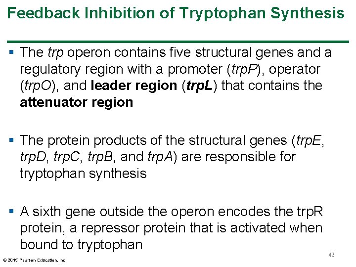 Feedback Inhibition of Tryptophan Synthesis § The trp operon contains five structural genes and