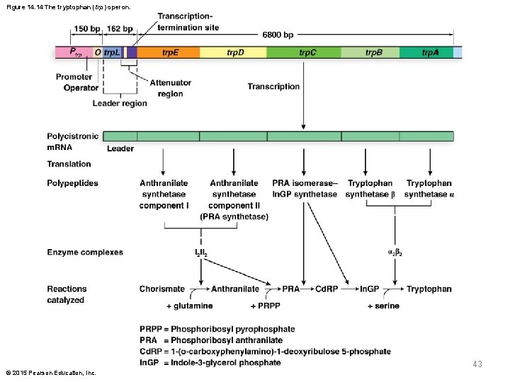 Figure 14. 14 The tryptophan (trp) operon. 43 © 2015 Pearson Education, Inc. 