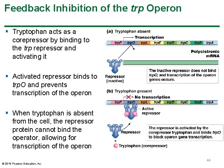 Feedback Inhibition of the trp Operon § Tryptophan acts as a corepressor by binding