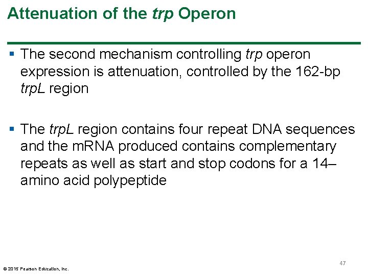 Attenuation of the trp Operon § The second mechanism controlling trp operon expression is