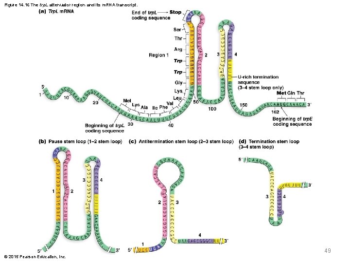 Figure 14. 16 The trp. L attenuator region and its m. RNA transcript. 49
