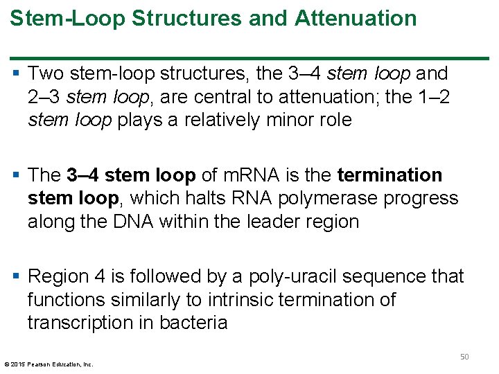 Stem-Loop Structures and Attenuation § Two stem-loop structures, the 3– 4 stem loop and