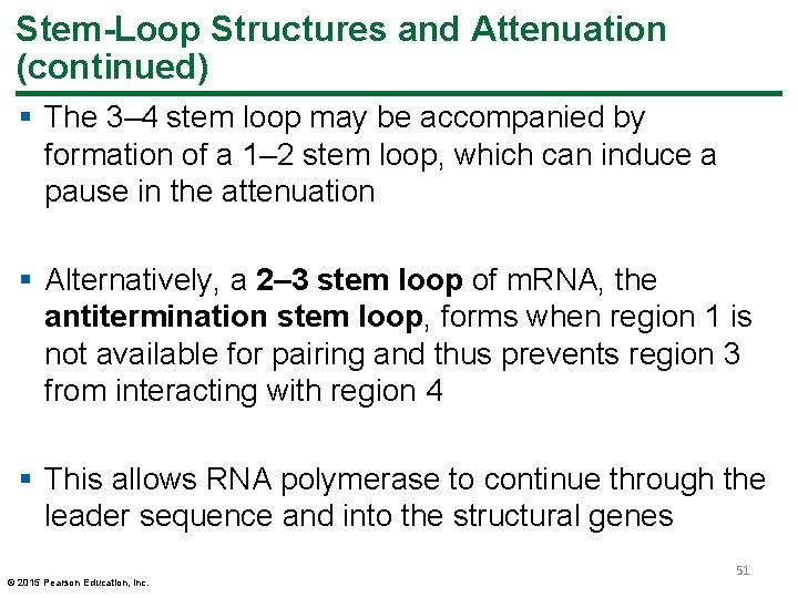 Stem-Loop Structures and Attenuation (continued) § The 3– 4 stem loop may be accompanied