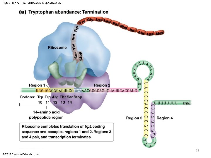 Figure 14. 17 a Trp. L m. RNA stem loop formation. 53 © 2015