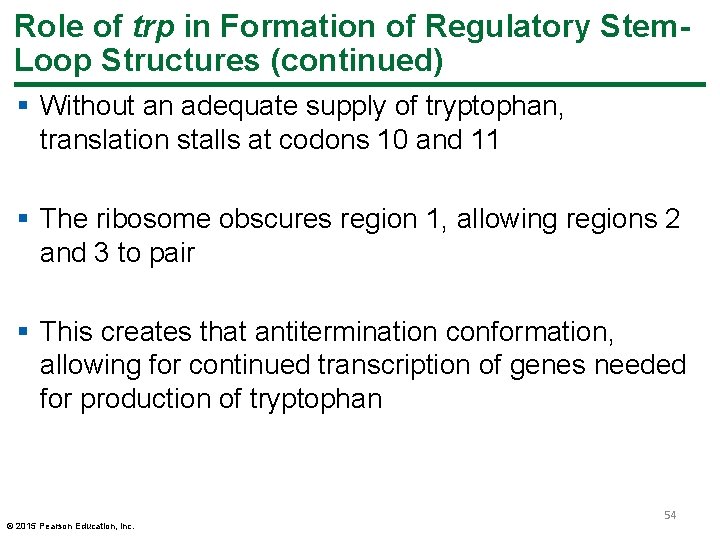 Role of trp in Formation of Regulatory Stem. Loop Structures (continued) § Without an
