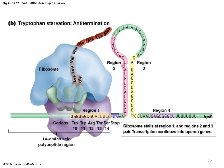 Figure 14. 17 b Trp. L m. RNA stem loop formation. 55 © 2015