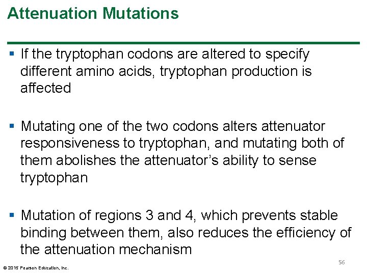 Attenuation Mutations § If the tryptophan codons are altered to specify different amino acids,