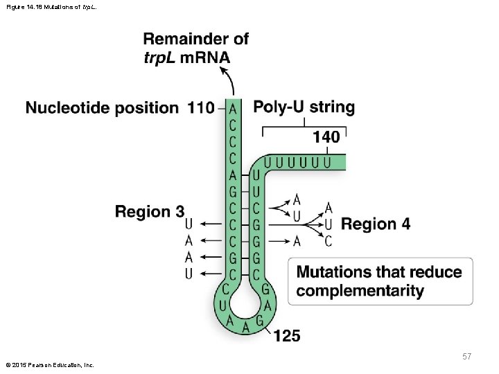 Figure 14. 18 Mutations of trp. L. 57 © 2015 Pearson Education, Inc. 