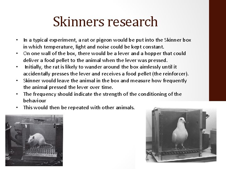 Skinners research • In a typical experiment, a rat or pigeon would be put
