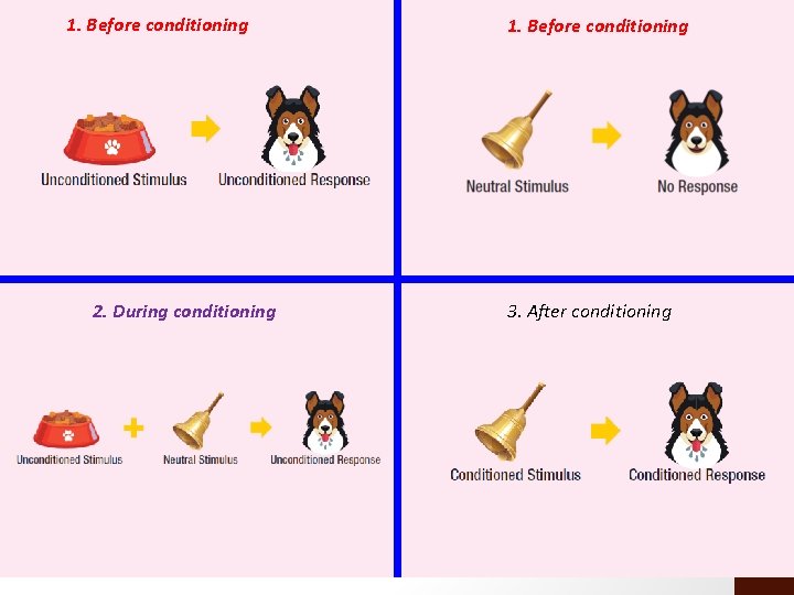 1. Before conditioning 2. During conditioning 1. Before conditioning 3. After conditioning 