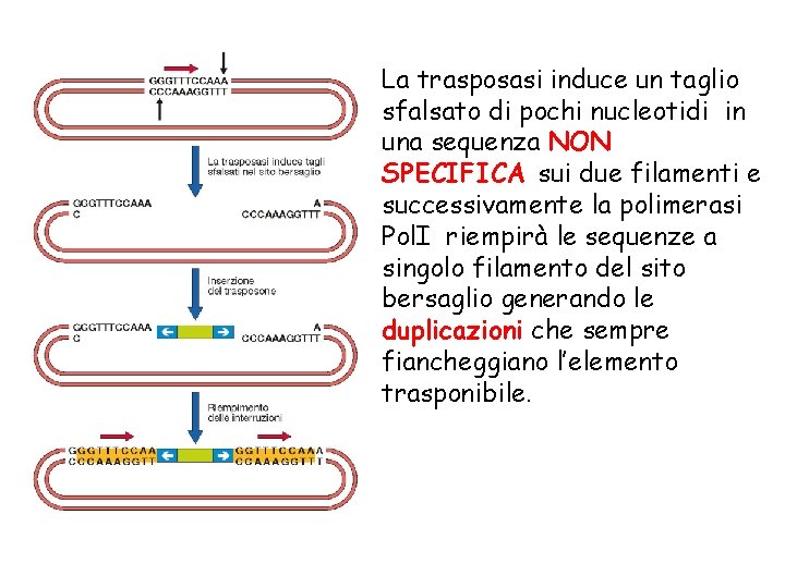 La trasposasi induce un taglio sfalsato di pochi nucleotidi in una sequenza NON SPECIFICA