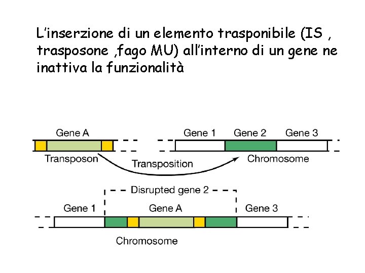 L’inserzione di un elemento trasponibile (IS , trasposone , fago MU) all’interno di un