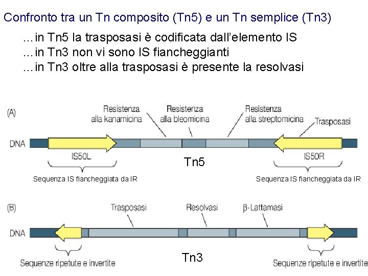 Confronto tra un Tn composito (Tn 5) e un Tn semplice (Tn 3) …in