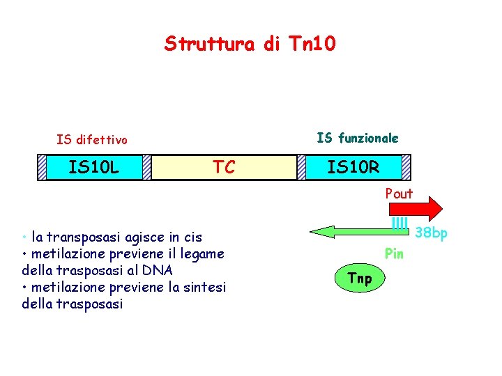 Struttura di Tn 10 IS funzionale IS difettivo IS 10 L TC IS 10