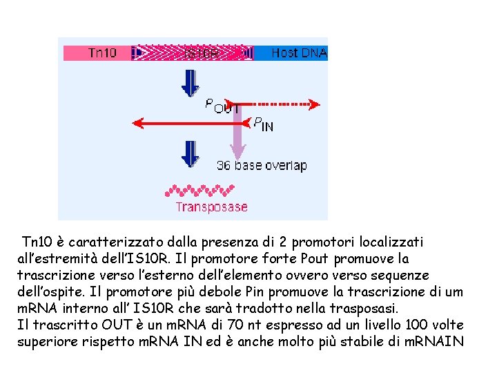 Tn 10 è caratterizzato dalla presenza di 2 promotori localizzati all’estremità dell’IS 10 R.