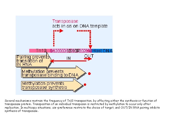 Several mechanisms restrain the frequency of Tn 10 transposition, by affecting either the synthesis