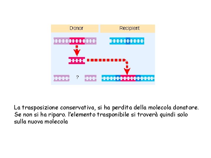 La trasposizione conservativa, si ha perdita della molecola donatore. Se non si ha riparo.