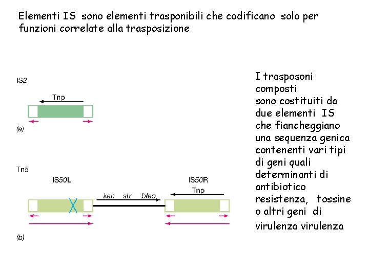 Elementi IS sono elementi trasponibili che codificano solo per funzioni correlate alla trasposizione I