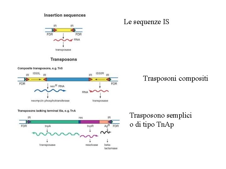 Le sequenze IS Trasposoni compositi Trasposono semplici o di tipo Tn. Ap 