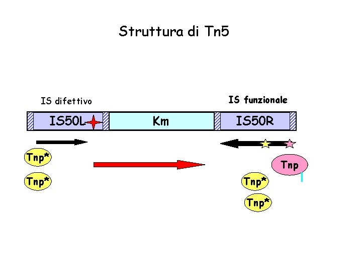 Struttura di Tn 5 IS funzionale IS difettivo IS 50 L Km IS 50