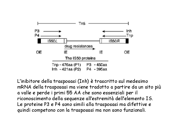 L’inibitore della trasposasi (Inh) è trascritto sul medesimo m. RNA della trasposasi ma viene