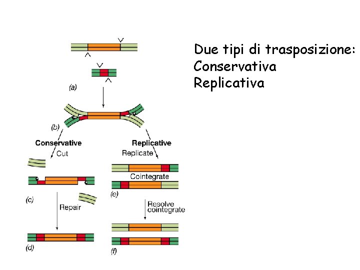 Due tipi di trasposizione: Conservativa Replicativa 