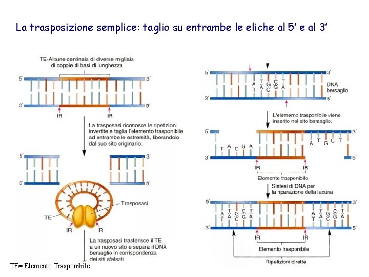 La trasposizione semplice: taglio su entrambe le eliche al 5’ e al 3’ TE=