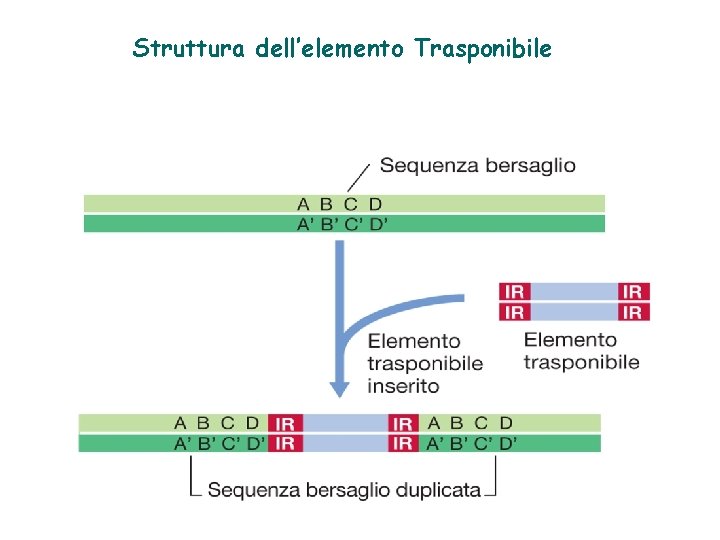 Struttura dell’elemento Trasponibile 