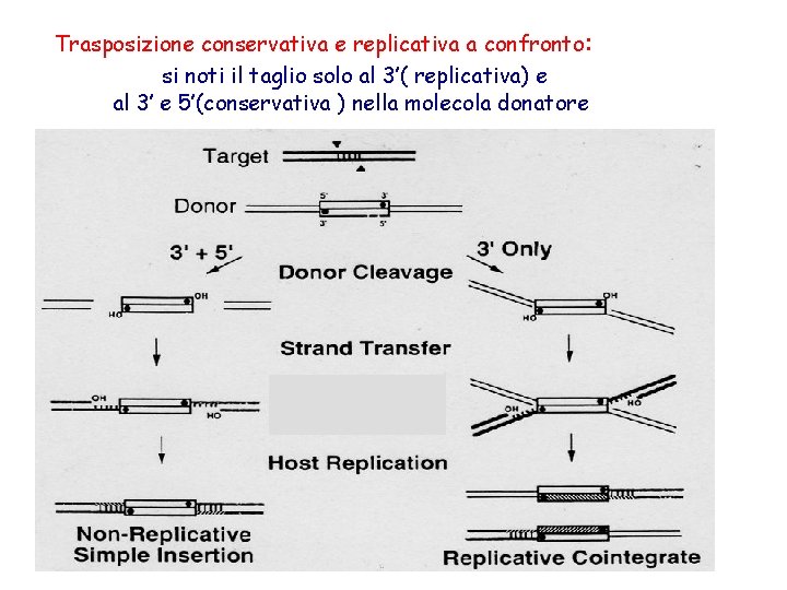 Trasposizione conservativa e replicativa a confronto : si noti il taglio solo al 3’(