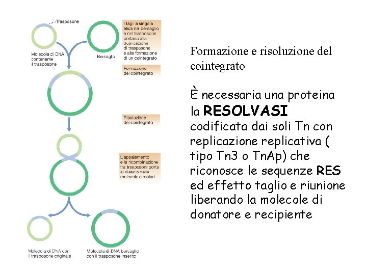 Formazione e risoluzione del cointegrato È necessaria una proteina la RESOLVASI codificata dai soli