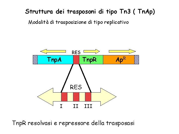 Struttura dei trasposoni di tipo Tn 3 ( Tn. Ap) Modalità di trasposizione di