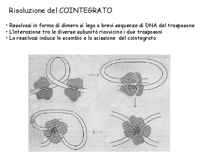 Risoluzione del COINTEGRATO • Resolvasi in forma di dimero si lega a brevi sequenze