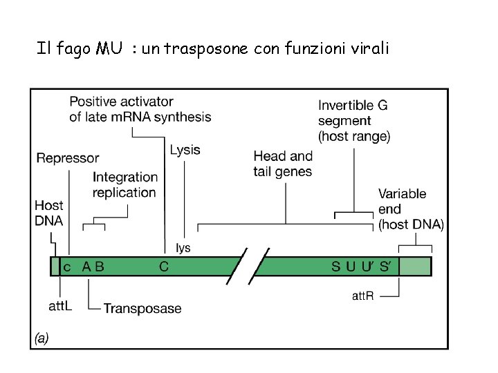 Il fago MU : un trasposone con funzioni virali 