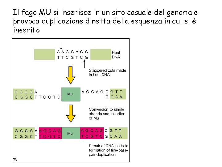 Il fago MU si inserisce in un sito casuale del genoma e provoca duplicazione