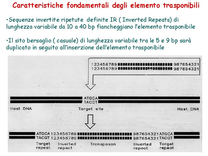 Caratteristiche fondamentali degli elemento trasponibili • Sequenze invertite ripetute definite IR ( Inverted Repeats)