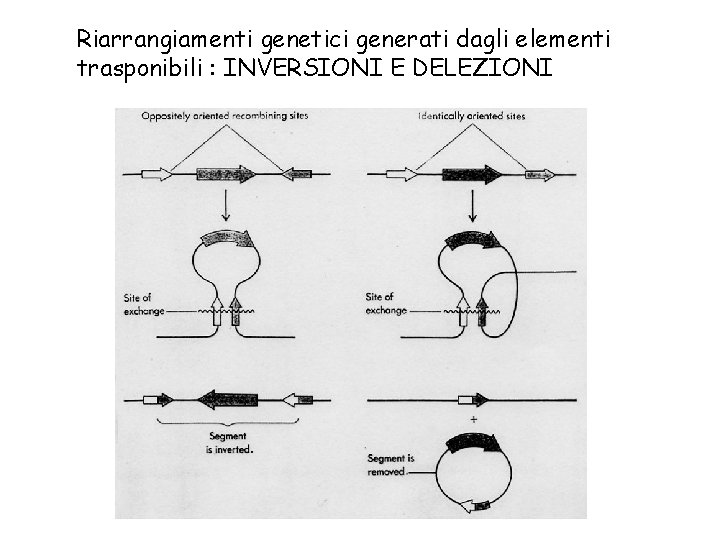 Riarrangiamenti genetici generati dagli elementi trasponibili : INVERSIONI E DELEZIONI 