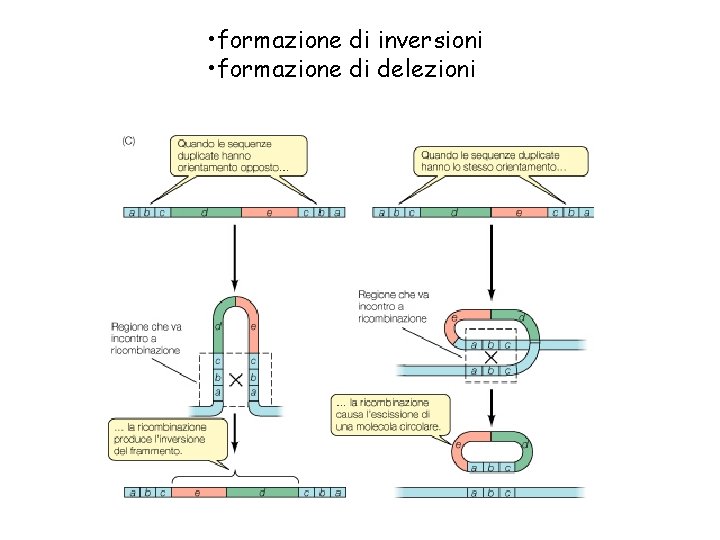  • formazione di inversioni • formazione di delezioni 