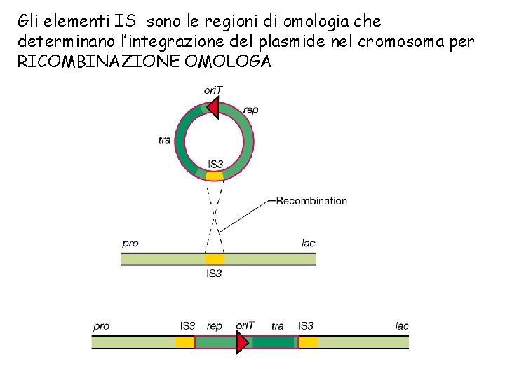 Gli elementi IS sono le regioni di omologia che determinano l’integrazione del plasmide nel